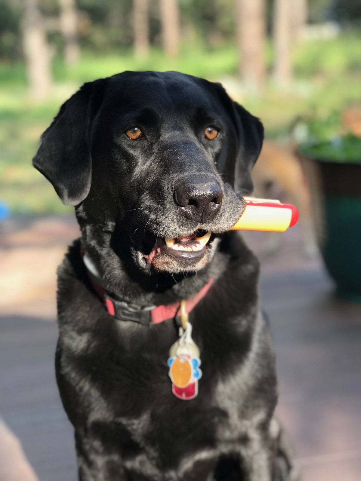 SodaPup Hot Dog Nylon Chew Toy for Aggressive Chewers